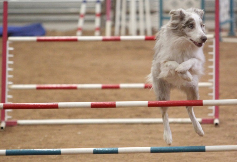 Dog Agility